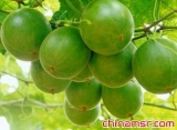 帮你塑造迷人腿部线条的6种水果