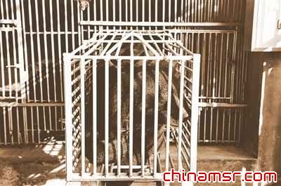 归真堂用熊胆制药屡遭公众阻击 陷道德拉锯战(图)