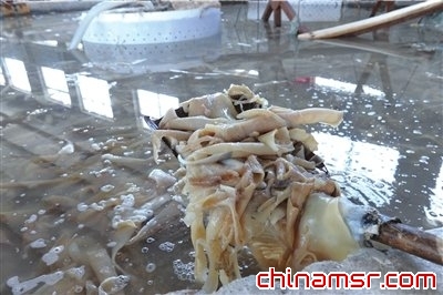 北京市全面彻查胶囊产品 浙江吉林等省纷纷整顿