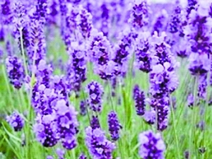 各种香草的保健功效