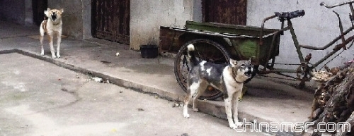 狗主人家目前还养着两只狗，是咬人母狗所生。狗主人说，事发当天，被质疑咬人的母狗就已经不知所踪。