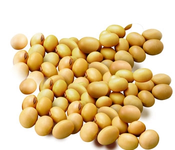 大豆