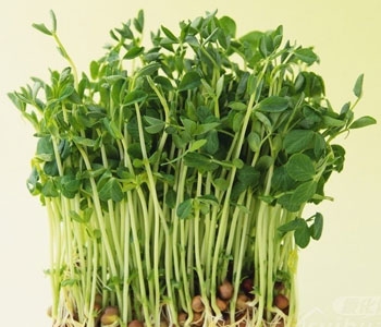 绿豆芽