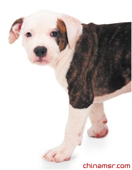 春季被动物咬伤需立即处理伤口