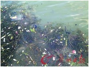 禽鸟染H7N9病毒后无症状