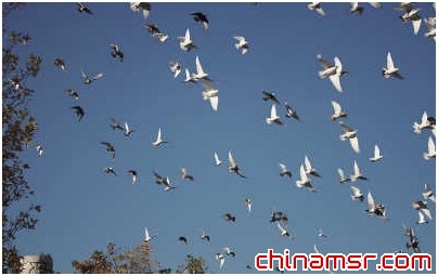 信鸽被检出携带H7N9病毒