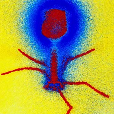细菌感染？ 让噬菌体吃掉它